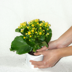 Trasplante a la maceta The green memory