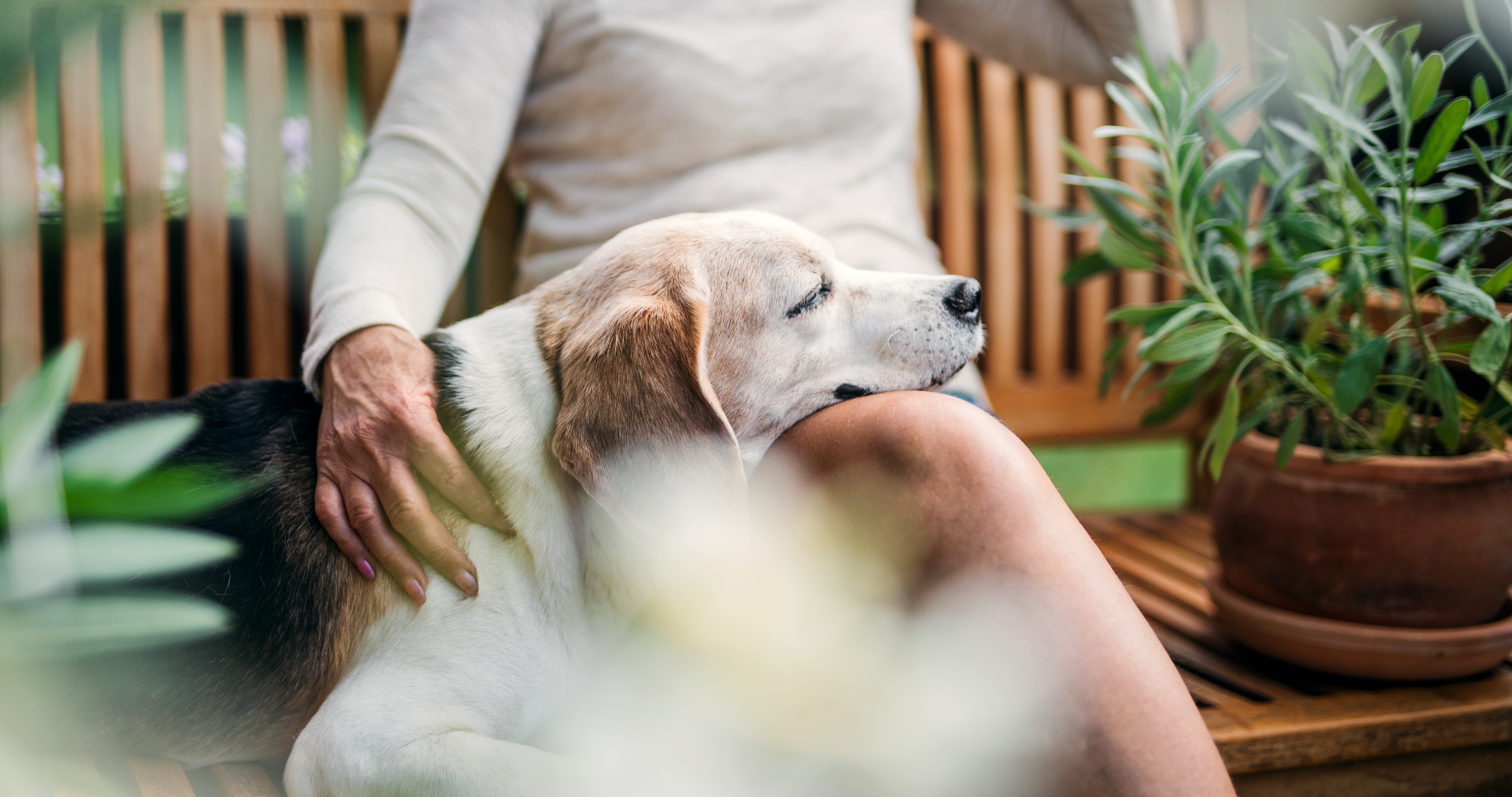 Urnas biodegradables para mascotas