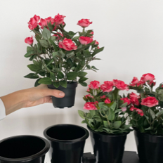 Insérer les plantes dans les pots TGM