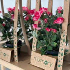 Extraire les pots de plantes fleuries